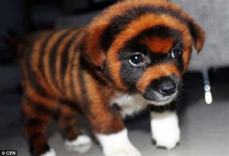 Chinese street vendors paint puppies with toxic tiger stripes to make a few bucks | Inhabitat ...