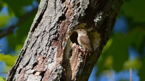 Nesting Habits of Wrens - Timing, Selection and Breeding Behavior