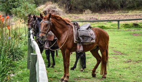 Peruvian Paso Breed Profile - Helpful Horse Hints