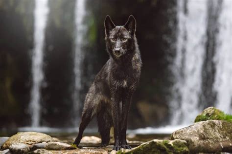 Black Wolf Dog: Everything You Need to Know (With Pictures)