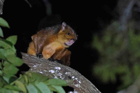 Spotted Giant Flying Squirrel - Fraser's Hill, Malaysia | Flickr