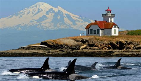 San Juan Island Washington Whale Watching