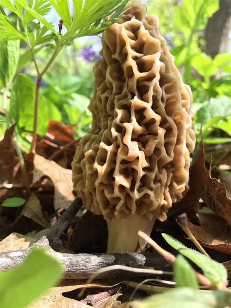 38 best images about Morel Mushrooms on Pinterest | Tennessee, In pictures and Missouri