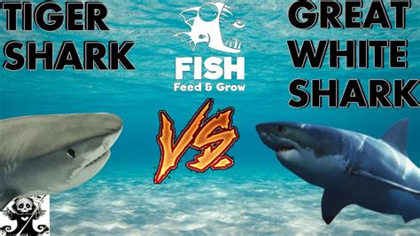 TIGER SHARK VS GREAT WHITE SHARK | Feed and Grow Fish - YouTube