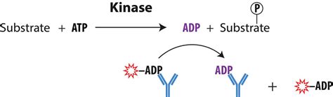 How Does a Biochemical Kinase Assay Work? - BellBrook Labs