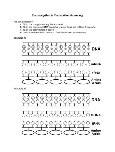 Transcription And Translation Worksheet - Wordworksheet.com