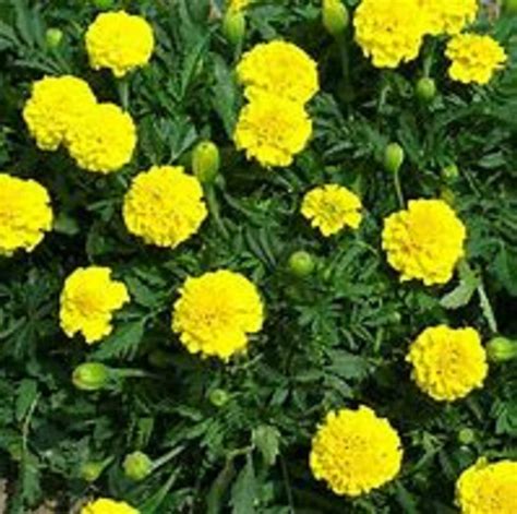 Marigold Petite Yellow Marigold Seeds Marigold 150 Seeds | Etsy