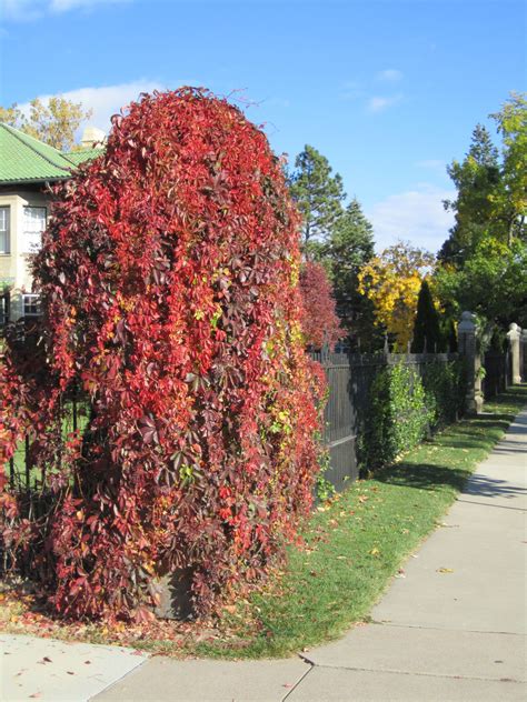 Virginia Creeper. Grows like crazy and can take over if it is not pruned back. Intense red fall ...