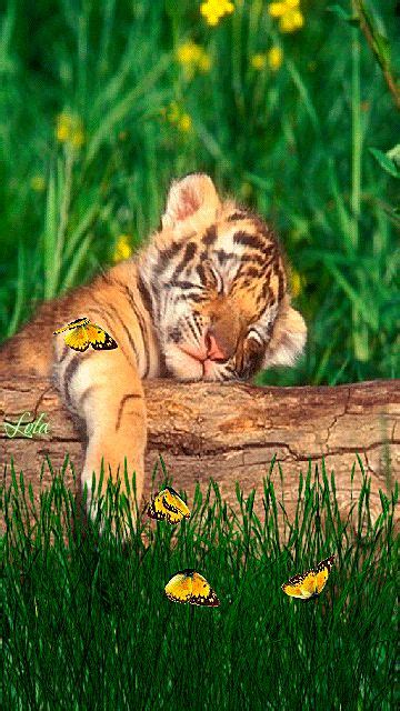 Sleeping Tiger | Baby animals funny, Cute wild animals, Baby animals pictures