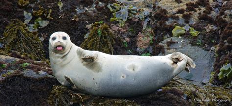 happy Harbor Seal – Mendonoma Sightings