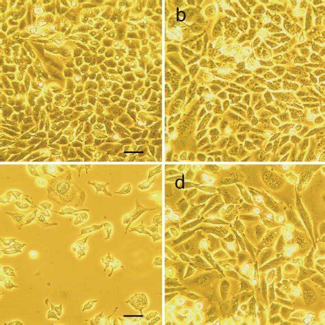 Chinese hamster ovary (CHO) cells 72 h after passaging: cultured ...