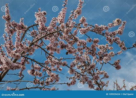 Almond tree blossom stock photo. Image of blooming, seasonal - 139929424