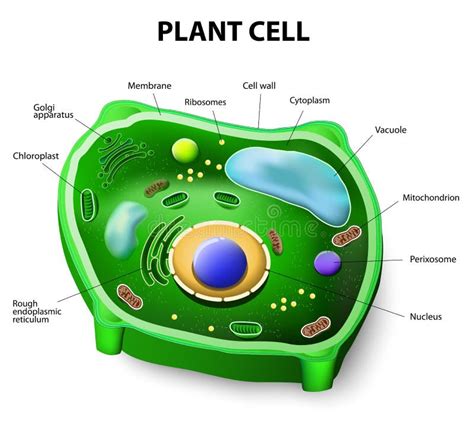 Plant cell anatomy stock vector. Illustration of cytoplasm - 43912193