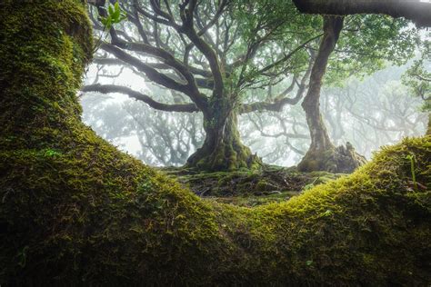 25 Photos of Madeira's Dreamy Fanal Forest by Albert Dros