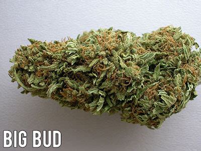 32 Popular Cannabis Indica Strains – The Chill Bud