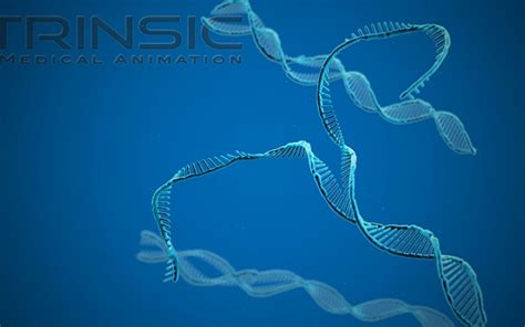 DNA Post Helicase | Trinsic Animation