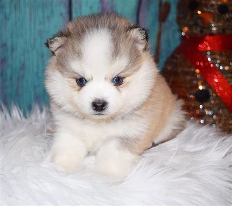 Lovely and Playful Blue eyes Pomsky Puppies | Pomsky puppies, Pomsky ...