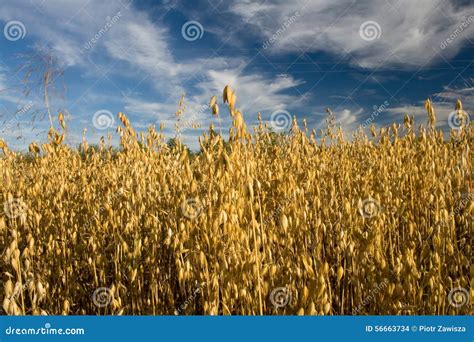 Oat field stock photo. Image of ecoregion, harvest, commodity - 56663734