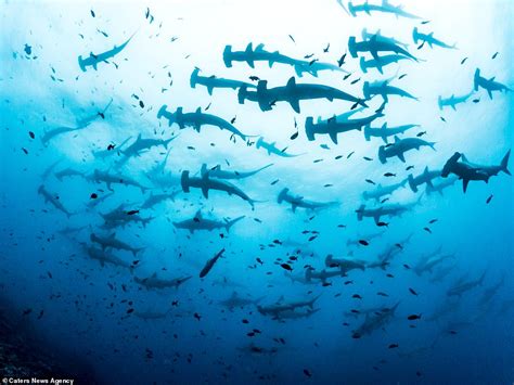 Marine biologist captures rare footage of endangered sharks ...