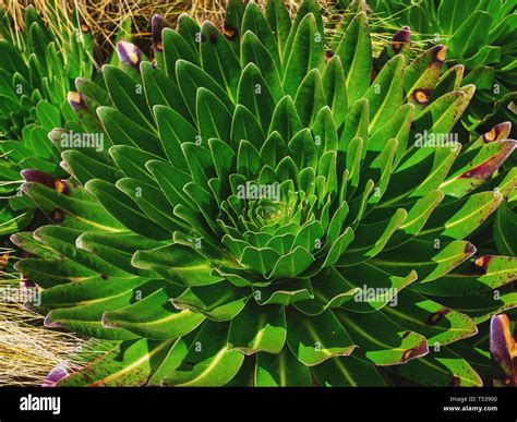 Young plant Giant Lobelia (Lobelia Deckenii) at Mount Kenya National Park Stock Photo - Alamy