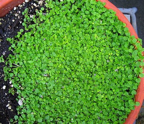 Edible Ground Cover Plants for Food, Function and Beauty - GardensAll