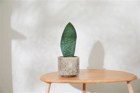 Create a stylish Japanese-inspired home with plants | Patch Plants