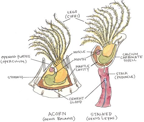 Weekly "What is it?": Goose barnacles - UF/IFAS Extension Escambia County