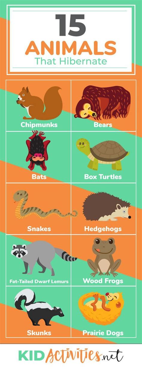 15 Animals that Hibernate During the Winter | Kid Activities