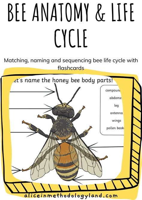 🐝 Bee Anatomy Activity Pack ⋆ Discover Methodologyland