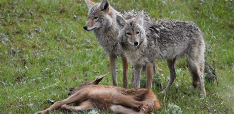 What Do Coyotes Eat? – All About Their Favorite Food