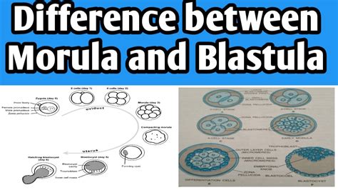 Difference between morula and blastula - Biologysir