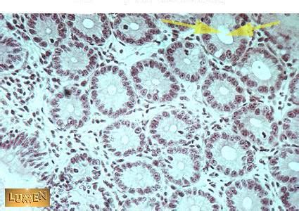 Histology Practical GI Tract