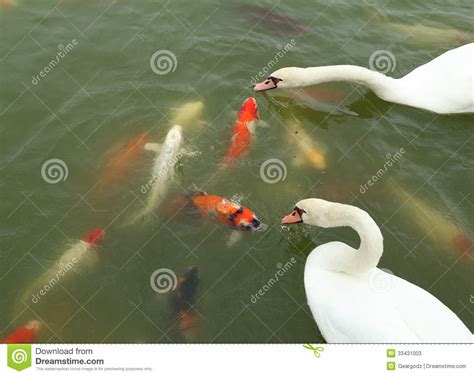 Koi Pond Clipart - Clipart Suggest