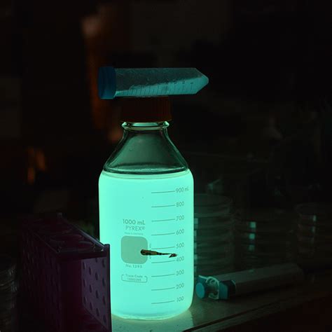 Raising Bioluminescent E. Coli Bacteria « Adafruit Industries – Makers, hackers, artists ...