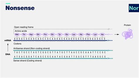 Nonsense mutation 3-D - YouTube