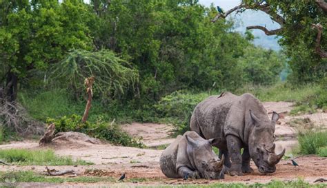 Glorious Half Day Hluhluwe Umfolozi Game Reserve Safari 2024-24