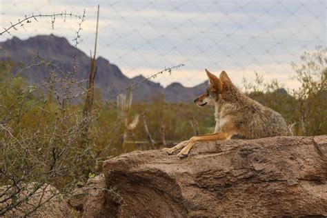 Arizona-Sonora Desert Museum - Wesley Adventures