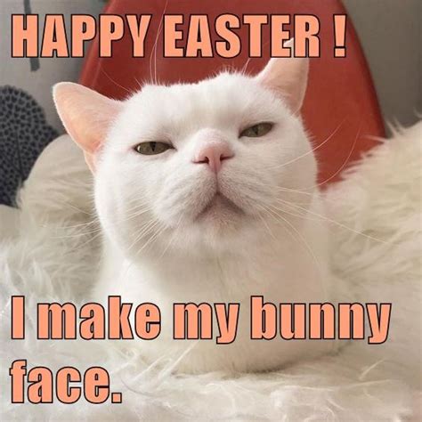 20 Funny Cat Easter Memes Too Cute To Not Share