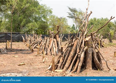 Cut Down Trees - Effects of Destruction Forests, Global Warming, Climate, Weather, Environment ...