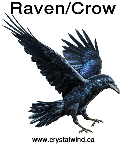 Birth Totem - Raven or Crow | Animal spirit guides, Native american ...