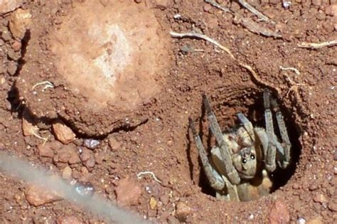 Trapdoor spider populations declining in southern Australia - UPI.com