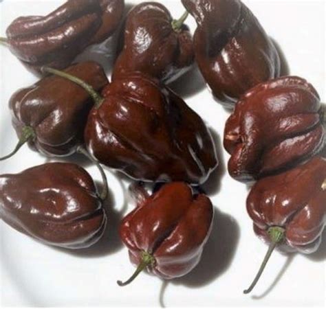 Negozio a un valore onesto Shopping adesso 20 Semi Peperoncino Habanero Chocolate Capsicum ...