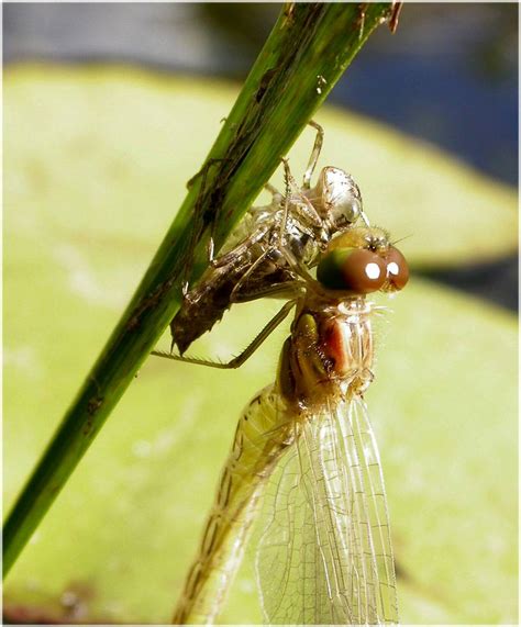 dragonfly emerging from. nymph 2 by beajaye1 on DeviantArt