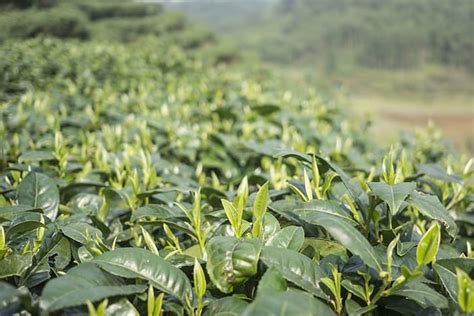 China Tea Standards: Safety Obligations of Tea Exported to China | ChemLinked