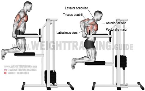 Machine-assisted triceps dip exercise instructions and video