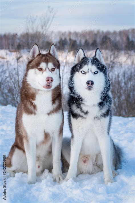 Why Do Huskies Have Different Coloured Eyes