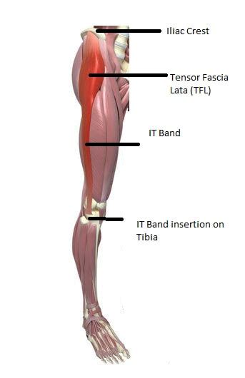 Tensor Fascia Lata Stretch - StableMovement Physical Therapy