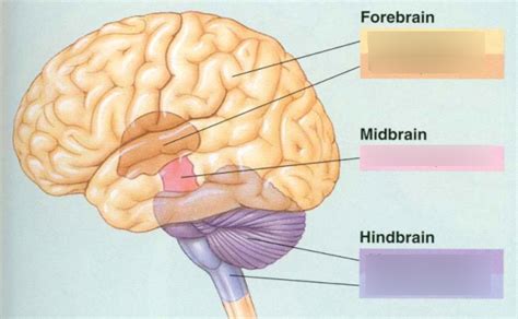 Brain (lab 2) Diagram | Quizlet