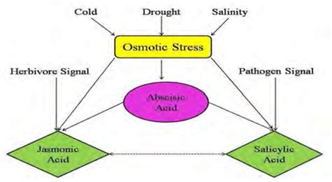 Proposed model to show a relationship among abscisic acid-jasmonic ...