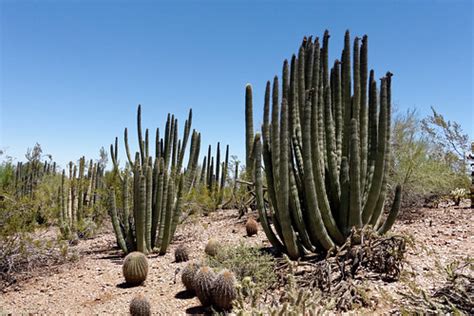 Desert Botanical Gardens 6/7 | Kimon Berlin | Flickr